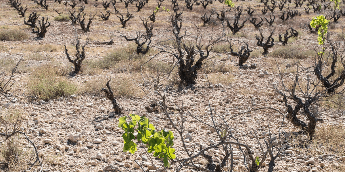 Phylloxera: How a Tiny Pest Nearly Erased Europe’s Vineyards