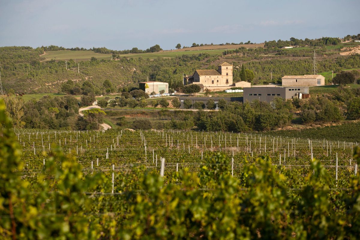 Més Que Paraules winery — cellar and vineyards (photo 1)