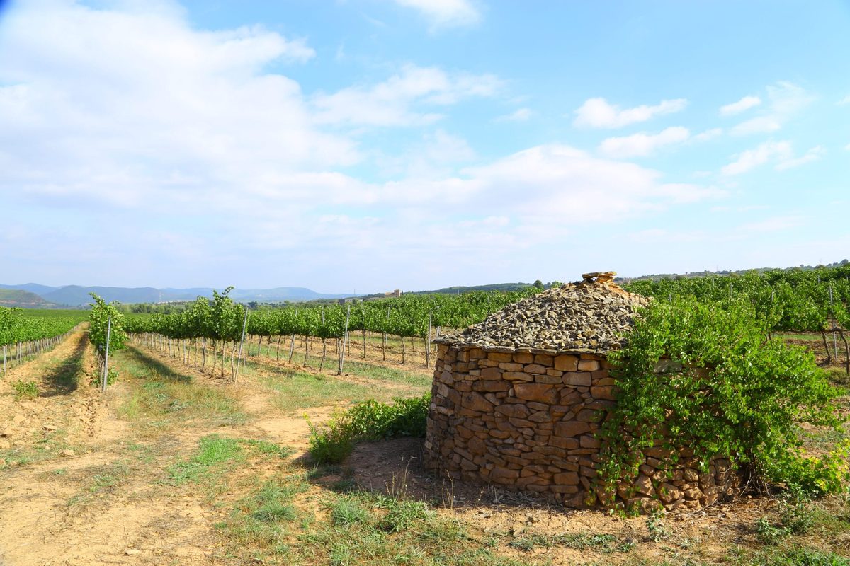 Més Que Paraules winery — cellar and vineyards (photo 2)