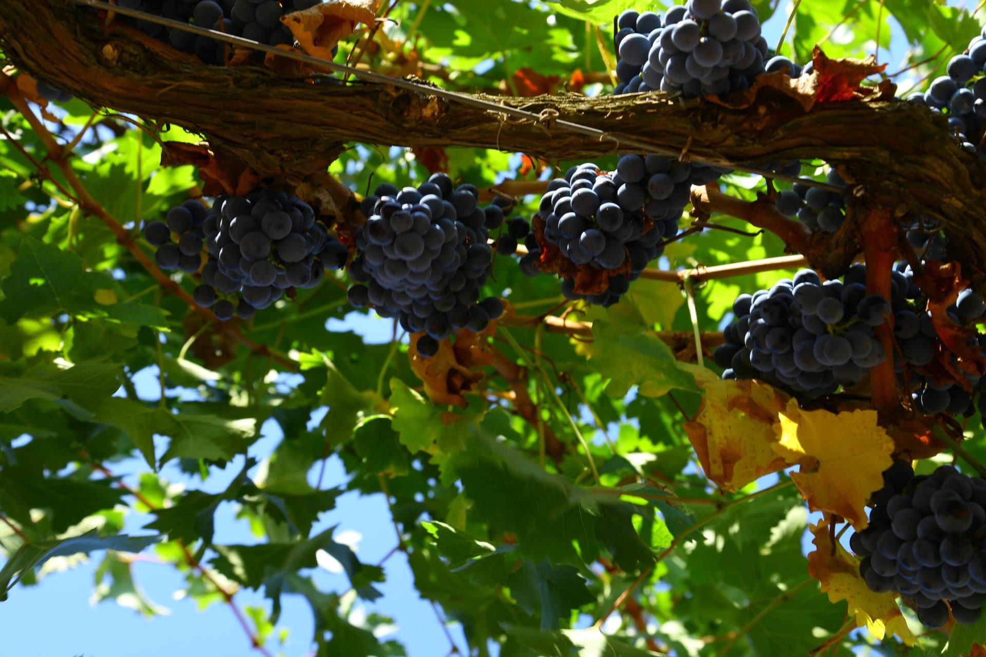 Més Que Paraules winery — cellar and vineyards (photo 3)