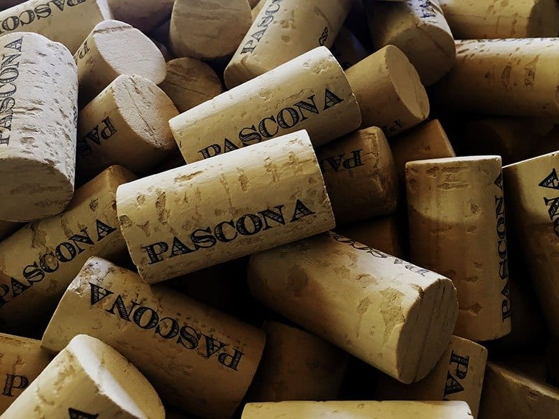 Celler Pascona winery in Cataluña — cellar and vineyards (photo 3)