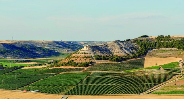Bodegas Hercal winery in Castilla y León — cellar and vineyards (photo 1)