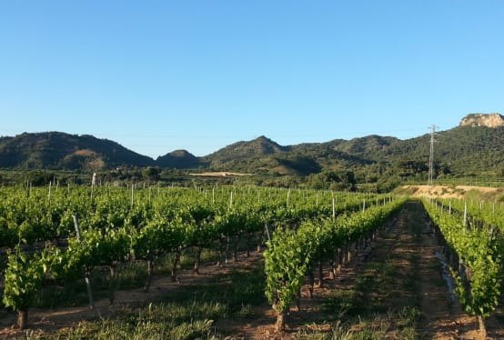 Celler Pascona winery in Cataluña — cellar and vineyards (photo 1)